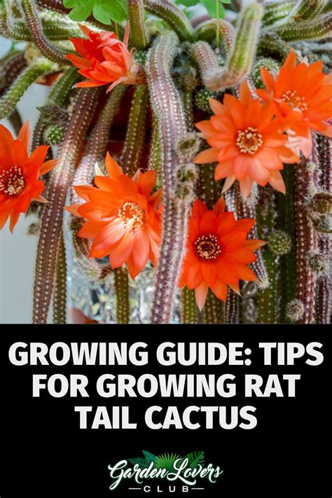 Growing Guide Tips For Growing Rat Tail Cactus Garden Lovers Club In 2021 Rat Tail Cactus