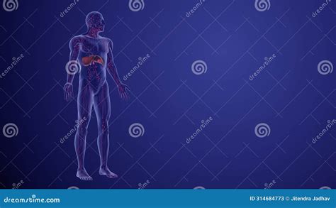 Lymphoma Staging and Prognosis Medical Animation Stock Image - Image of gland, illness: 314684773