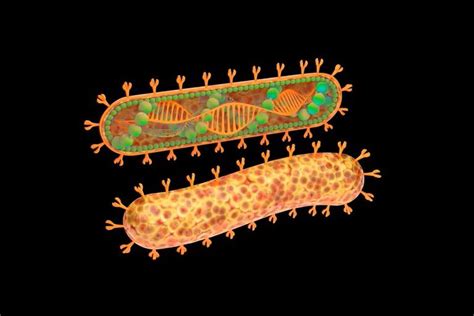 Qué Es Y Cuáles Son Los Síntomas Del Virus De Marburgo La Tercera