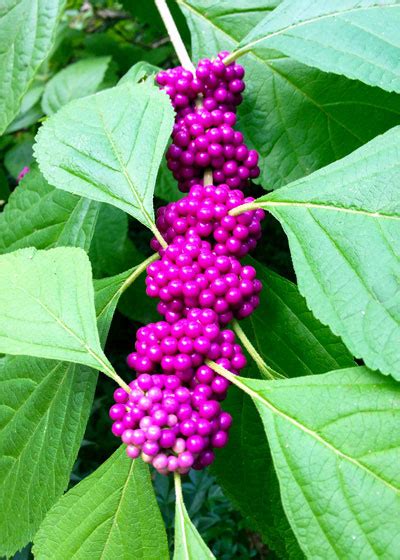 Beautiful Berries - Neil Sperry's GARDENS