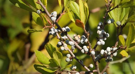 Bayberry Root Bark Bulk And Bayberry Bark Used To Treat Fever