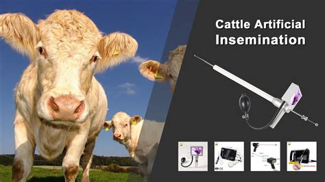 Cattle Artificial Insemination Gun With Camera Assembly And