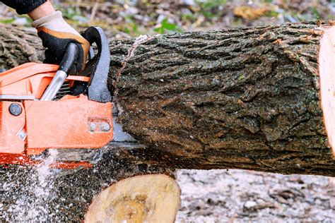 Etapes Fondamentales Pour Maintenir Un Tronc D Arbre Coup En Bon Tat