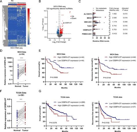 Lncrna Cebpa Dt通过与hnrnpc相互作用激活ddr2β Catenin从而促进肝癌转移