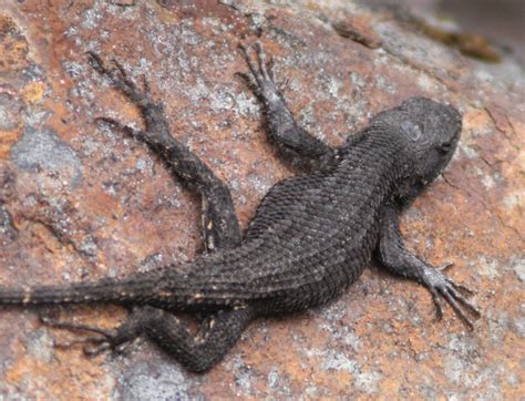 Sceloporus Occidentalis Occidentalis Northwestern Fence Flickr