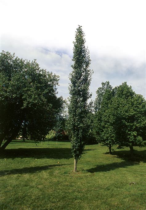 Populus Alba ‘pyramidalis