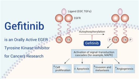 Gefitinib Is An Orally Active Egfr Tyrosine Kinase Inhibitor For