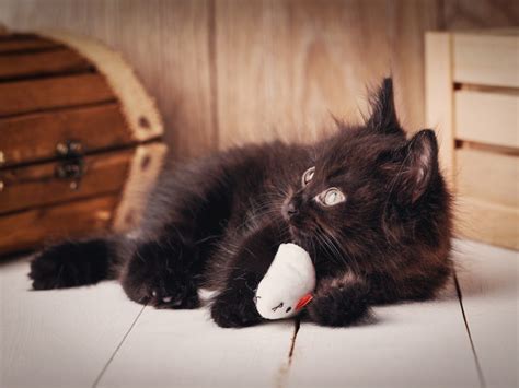 Petlinks 4 Set Bundle Halloween Cat Toys 9 For Genius Cat Toys