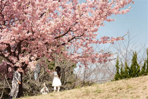 【関東近郊】河津桜の撮影スポット7選！東京から近い一足早く春を感じれるスポットをご紹介 Photodou