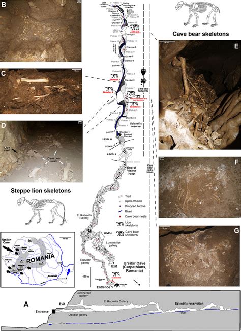 New Discoveries Of Lion Remains In The Cave Bear Den At A Ur Ilor Cave