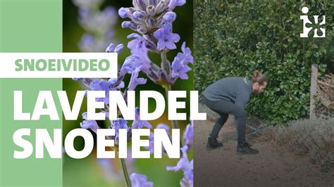 Intratuin Lavendel Snoeien Youtube