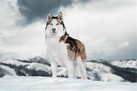 Best Reasons To Own A Siberian Husky