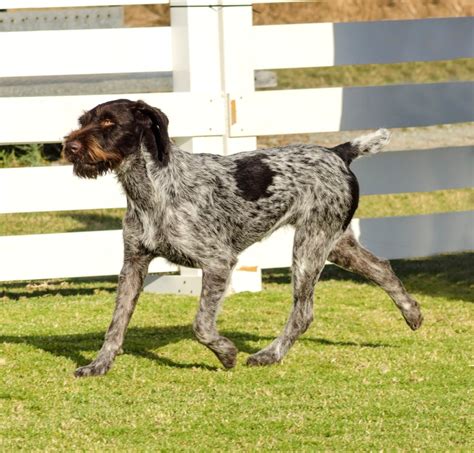 German Wirehaired Pointer Breed Guide Pet Insurance Healthy Paws