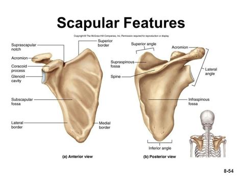 Pin by Pinner on anatomy: skeleton | Subscapular fossa, Scapular, Fossa