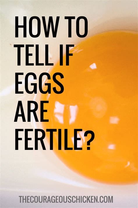 How To Tell If Eggs Are Fertile • The Courageous Chicken Keeping Chickens Raising Chickens