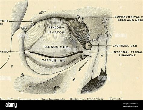 Medial Canthus Eye Anatomy