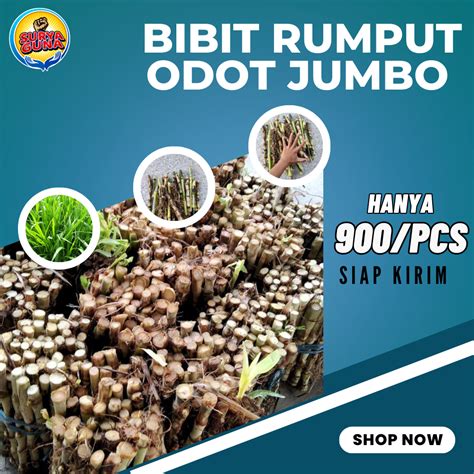 Jual Jual Bibit Rumput Odot Jumbo Murah Mudah Di Tanam Cocok Untuk