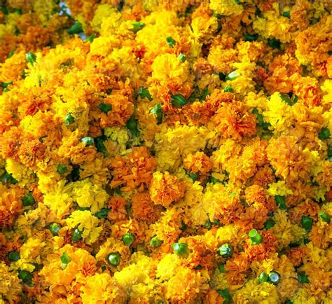 Marigold background 1183043 Stock Photo at Vecteezy