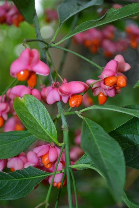 Arbuste à baies rouges pour apporter une touche de couleur au jardin