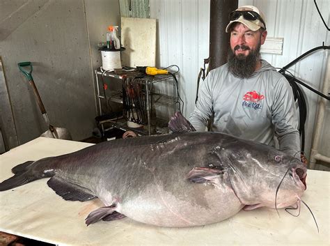 Blue Catfish Description At Howard Shaw Blog