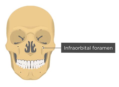 Head Bone Marking