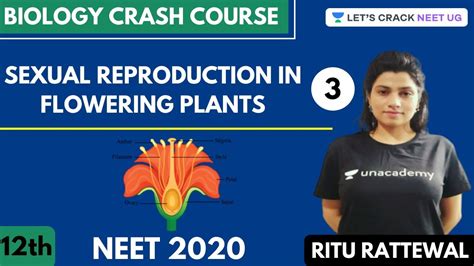 Sexual Reproduction In Flowering Plants Part 3 Biology Crash Course