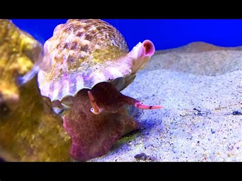 ボウシュウボラ Japanese triton Trumpet shell Charonia lampas sauliae YouTube