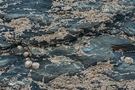 Closeup Shot Of A Textured Black Rock Surface With Shells Stock Photo