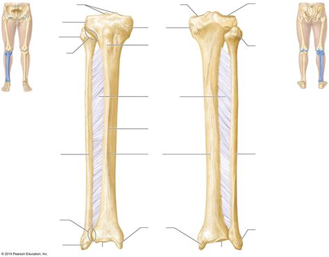 Tibia Fibula Diagram Quizlet