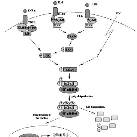 Nf κb Activation Binding Of Agents Such As Tnf α Or Il 1 Stimulates