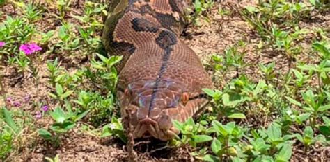 Conheça Ginormica uma das maiores cobras do mundo Planeta