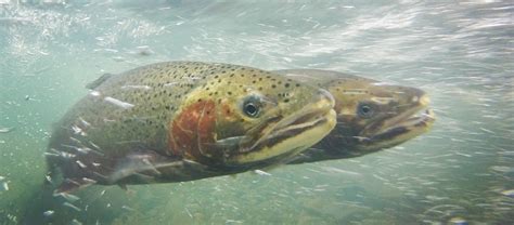 The Caddis Fly Oregon Fly Fishing Blog McKenzie River Fly Fishing