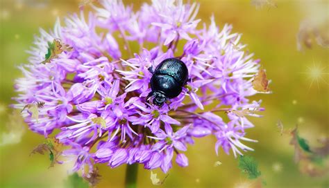 Beetle Flowers Purple - Free photo on Pixabay - Pixabay