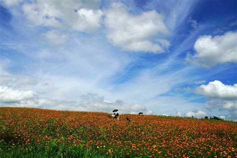 Fleurs Prairie Sur Le Terrain Photo Gratuite Sur Pixabay Pixabay