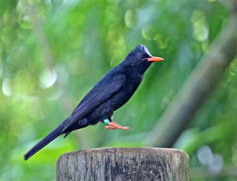 Pictures And Information On Black Bulbul