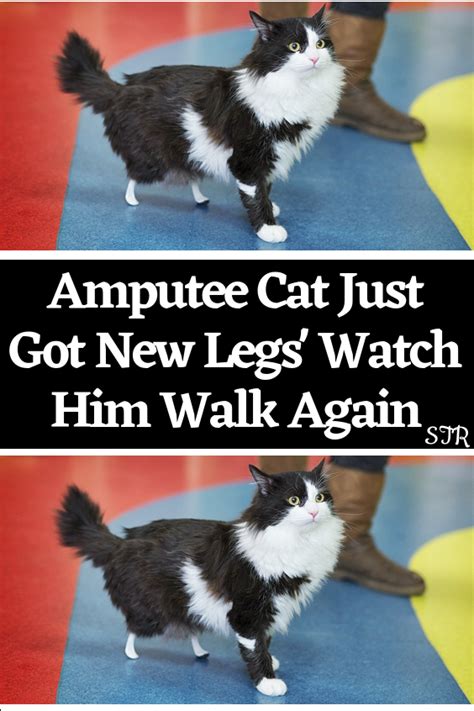 Amputee Cat Just Got New Legs Watch Him Walk Again Artofit