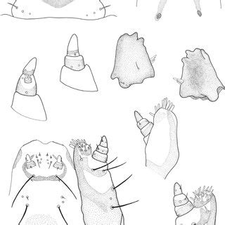 Syphrea uberabensis guerini Bechyné Mature larva 19 clypeus and