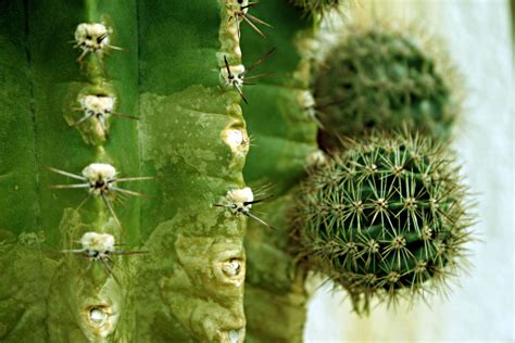 Free photo: Cactus - Leafless, Sharp, Spikes - Free Download - Jooinn