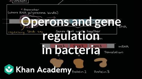 Describe How Bacteria Use Operons To Regulate Gene Expression