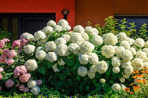 Of Mopheads And Lace Caps The Colorful World Of Hydrangeas Those