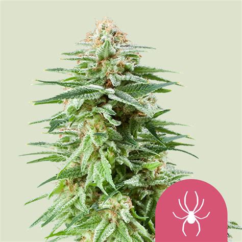 Adquira Sementes De Can Bis Feminizada White Widow Royal Queen Seeds