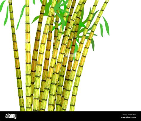 Plant Of Sugar Cane Vector Illustration On A White Background Stock