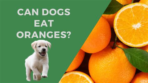 Can Dogs Eat Oranges Nutritional Guide