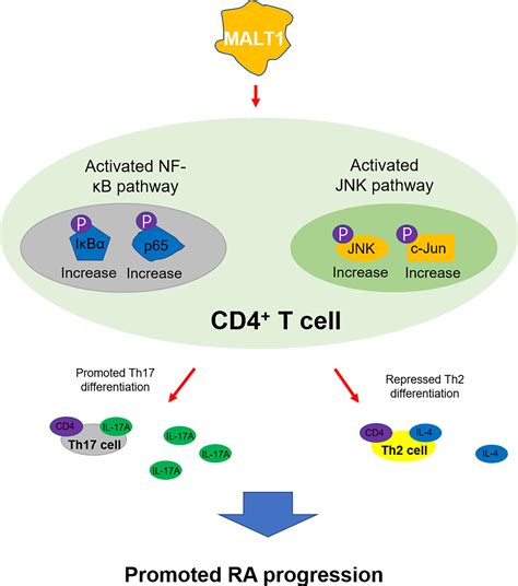 Frontiers MALT1 regulates Th2 and Th17 differentiation via NF κB and