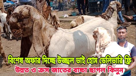 বিশেষ অফার দিচ্ছে উজ্জ্বল ভাই হোম ডেলিভারি ফ্রি। উন্নত ও ক্রস জাতের বাচ্চা ছাগল কিনুন।