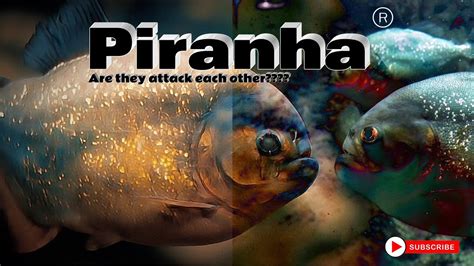 Piranha Fish Aquarium Can Use As Meditation Piranha Aquarium