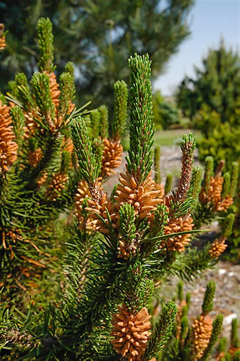 Buy Spaans Dwarf Shore Pine Pinus Contorta Free Shipping Wilson