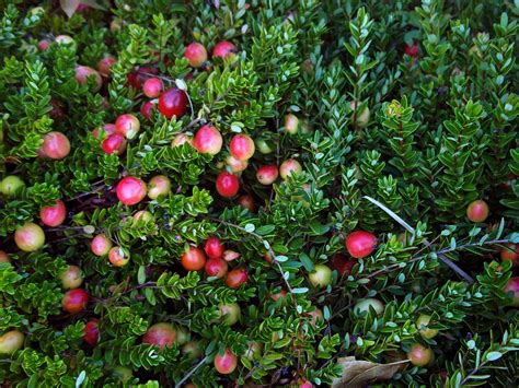 Cranberry Bog Tours | Guided Tours of a Working Cranberry Farm