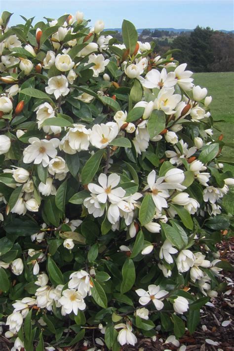 Buy Fairy White Magnolia Free Shipping Wilson Bros Gardens 3