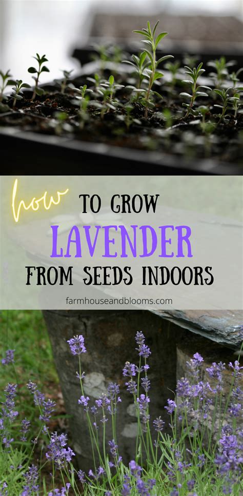 Two Pictures One Of A Seedling Tray With Lavender Seedlings The Other